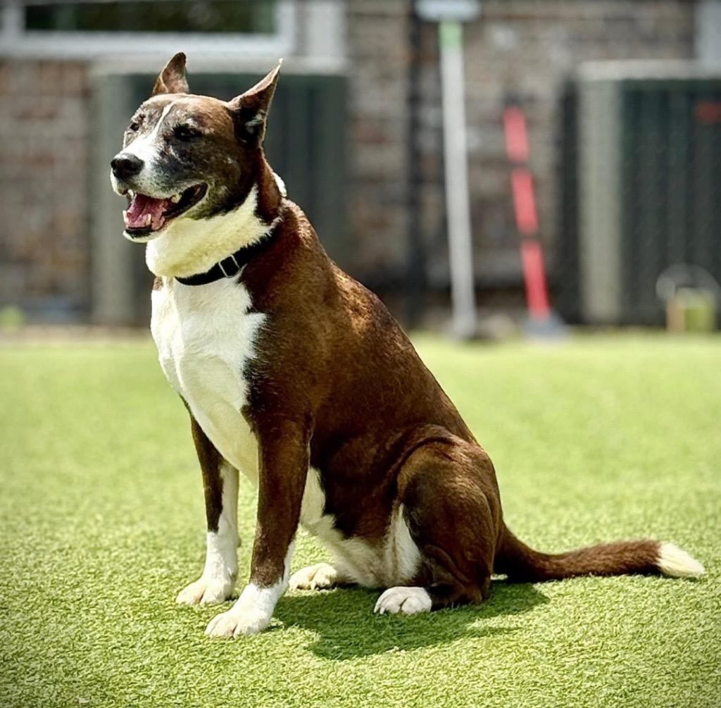 Enlarge Venus, a Adoptable mixed breed in Dalton, GA image 1/1