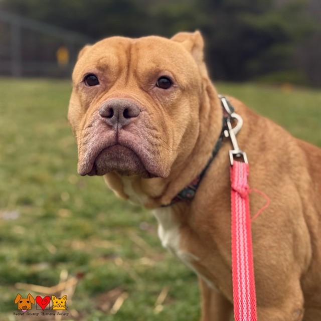 Enlarge GOKU, a Adoptable mixed breed in Aliquippa, PA image 1/1