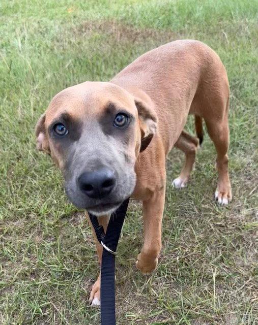 June, Adoptable, Young Female Labrador Retriever.