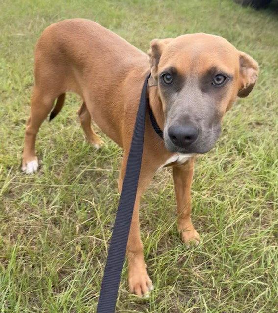 Enlarge June, a Adoptable Labrador Retriever in Tarrytown, GA image 2/3
