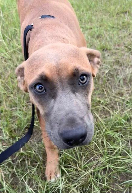 Enlarge June, a Adoptable Labrador Retriever in Tarrytown, GA image 3/3