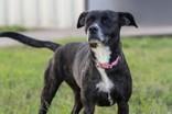 Enlarge Daisy, a ADOPTABLE mixed breed in La Grange, TX image 1/1