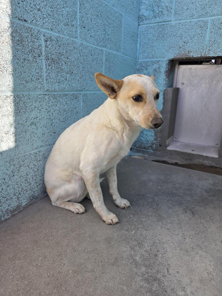 Lilly, Adoptable, Puppy Female Terrier & Mixed Breed.