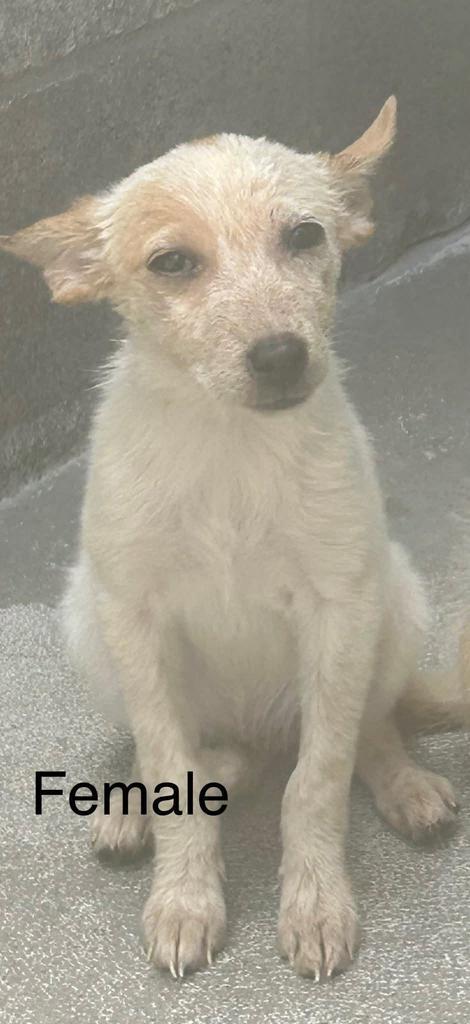 Enlarge Lilly, a Adoptable mixed breed in Holbrook, AZ image 1/3