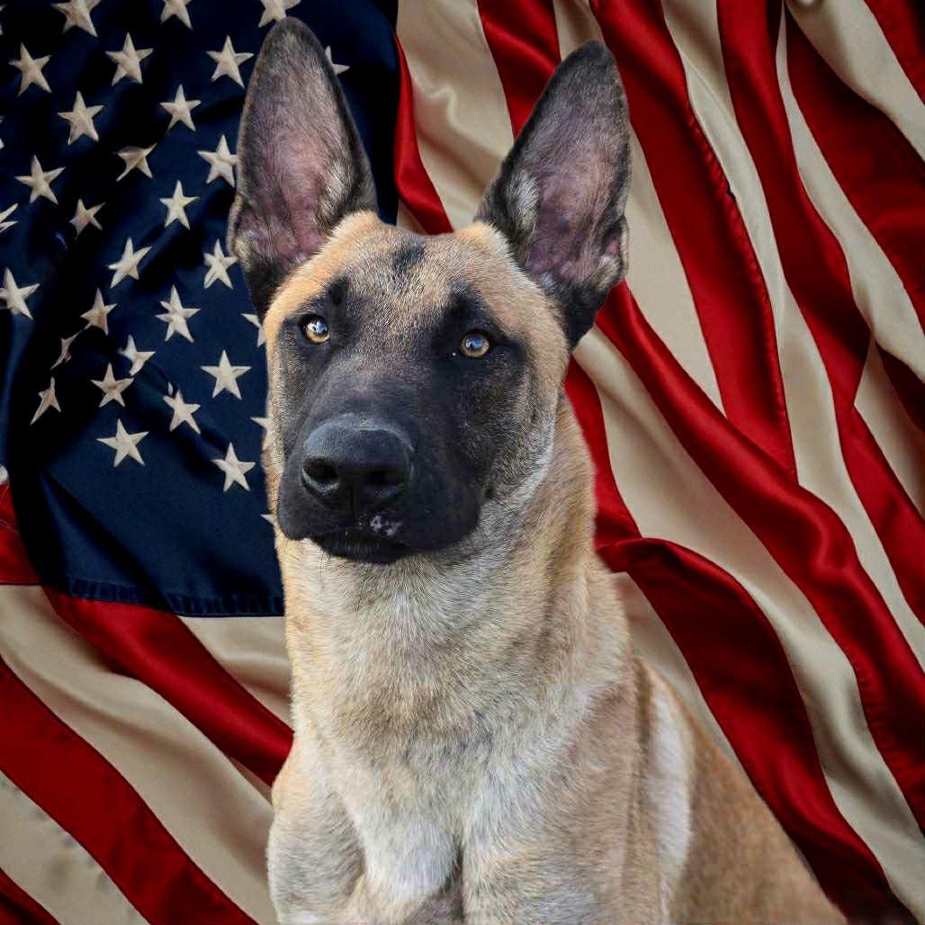 Canelo, Adoptable, Adult Male Belgian Shepherd / Malinois.