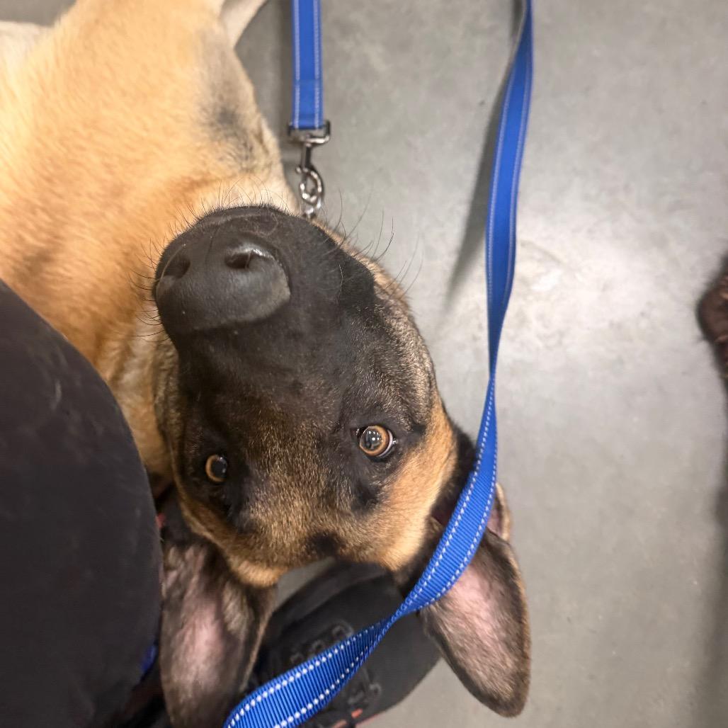 Enlarge Canelo, a Adoptable Belgian Shepherd / Malinois in Tulsa, OK image 6/6