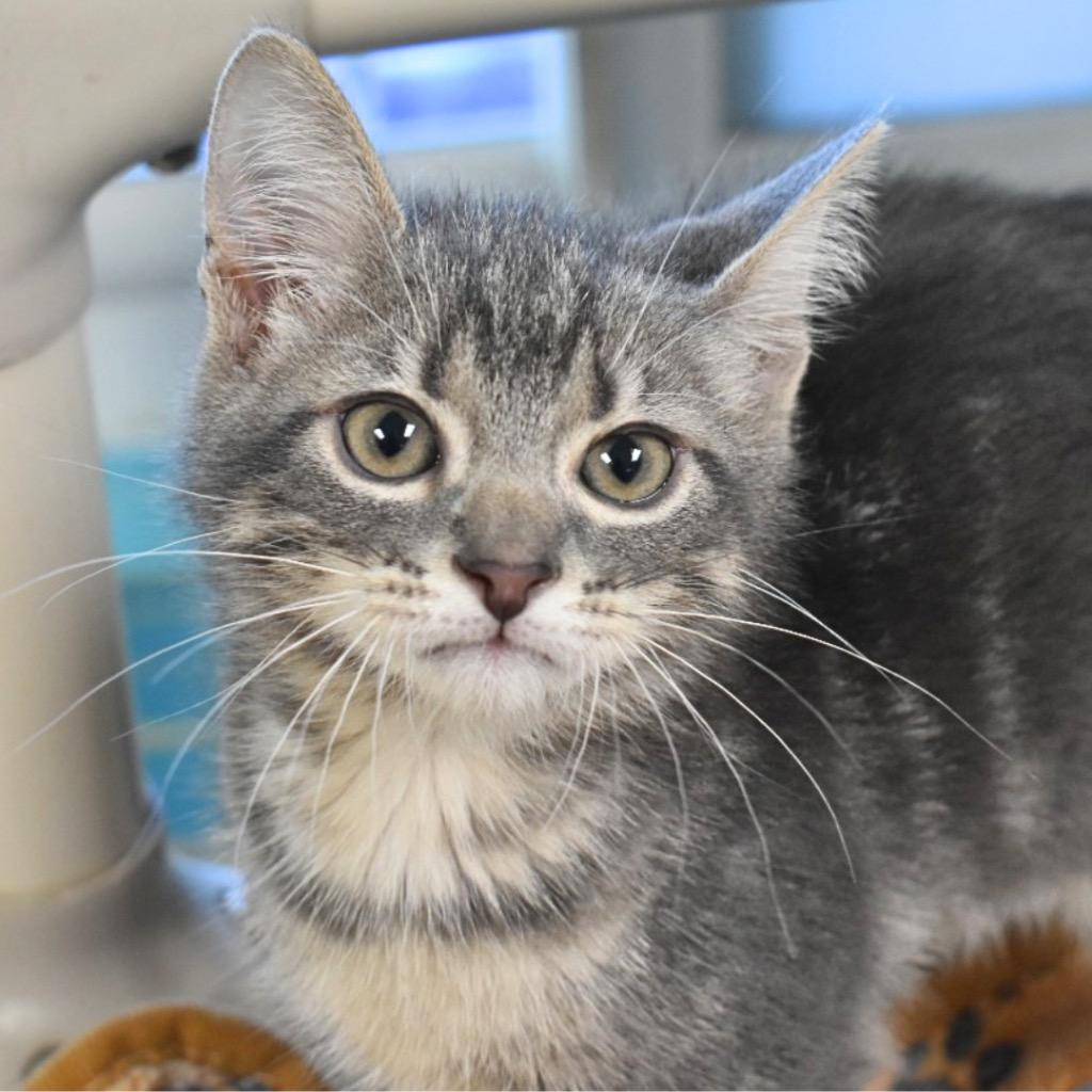 Elvis, Adopted, Kitten Male Domestic Short Hair.