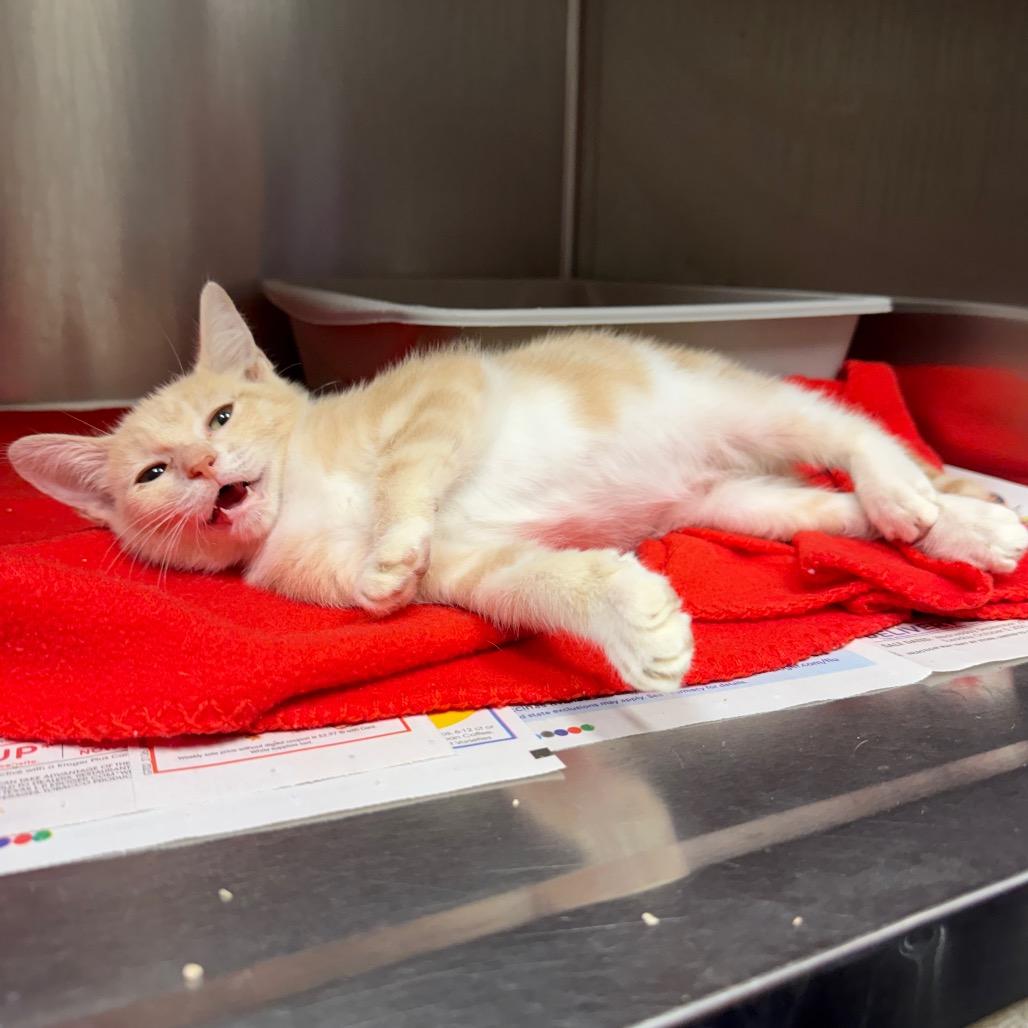 Teddy, Adoptable, Kitten Male Domestic Short Hair.