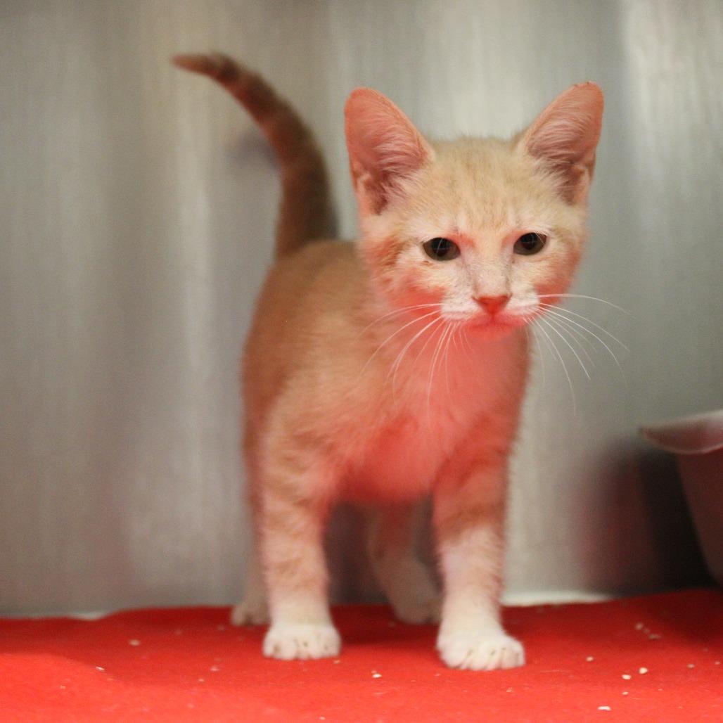 Teddy, a Adoptable Domestic Short Hair in Bryan, TX image 2/4