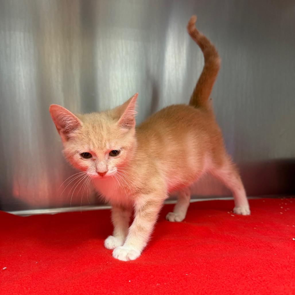Teddy, a Adoptable Domestic Short Hair in Bryan, TX image 3/4