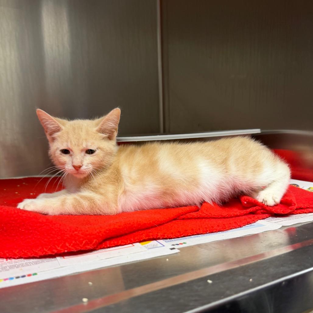 Teddy, a Adoptable Domestic Short Hair in Bryan, TX image 4/4