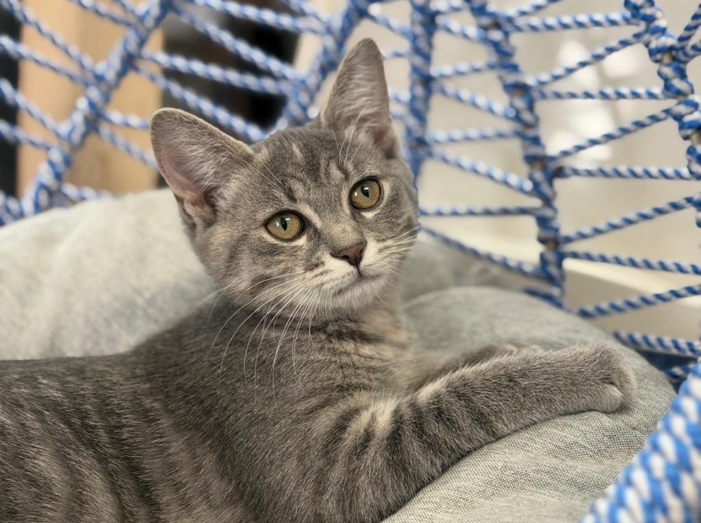 Tinsel, Adoptable, Kitten Female Domestic Short Hair.