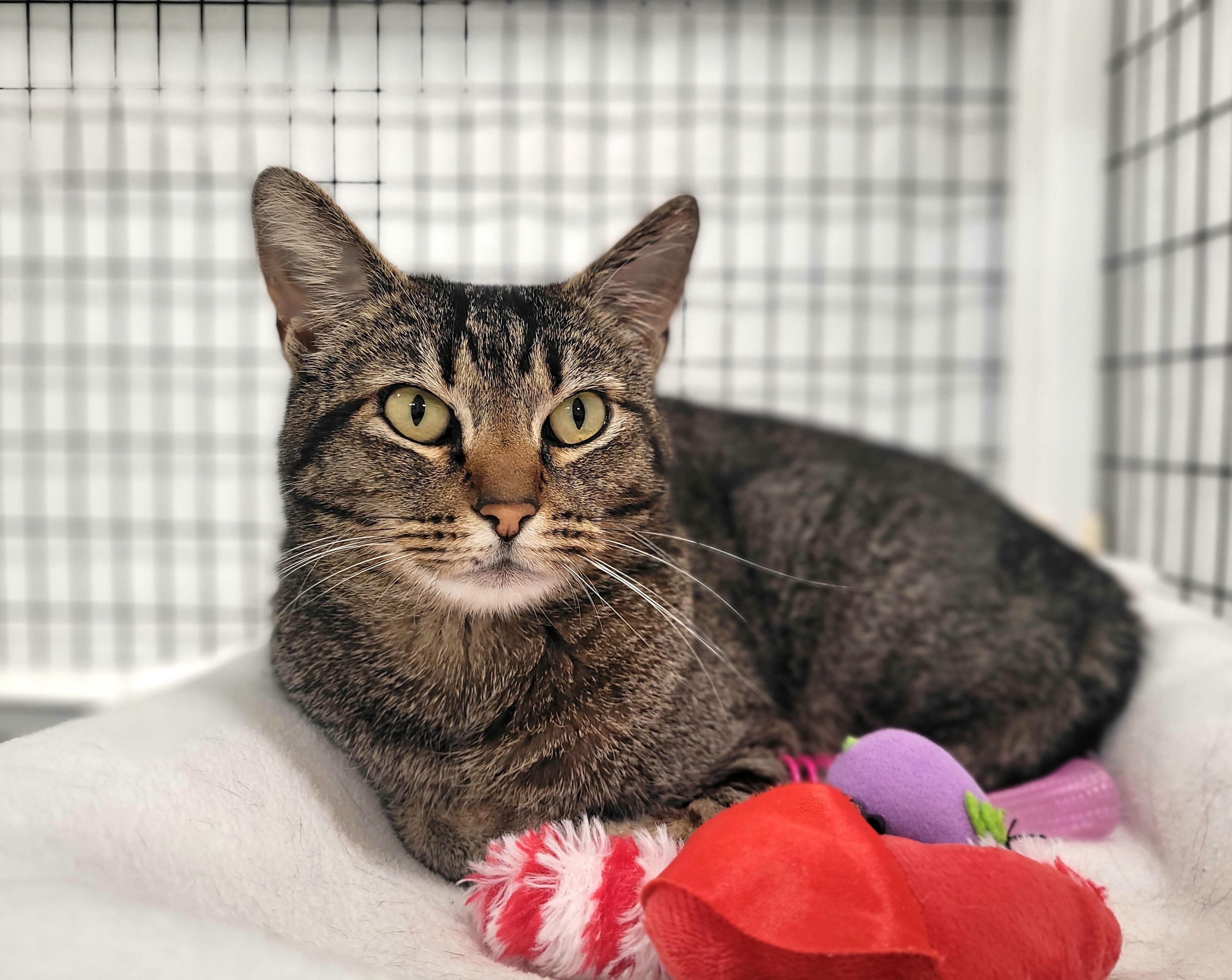 Enlarge Ruby, a ADOPTABLE Domestic Short Hair in Kirkland, WA image 1/1