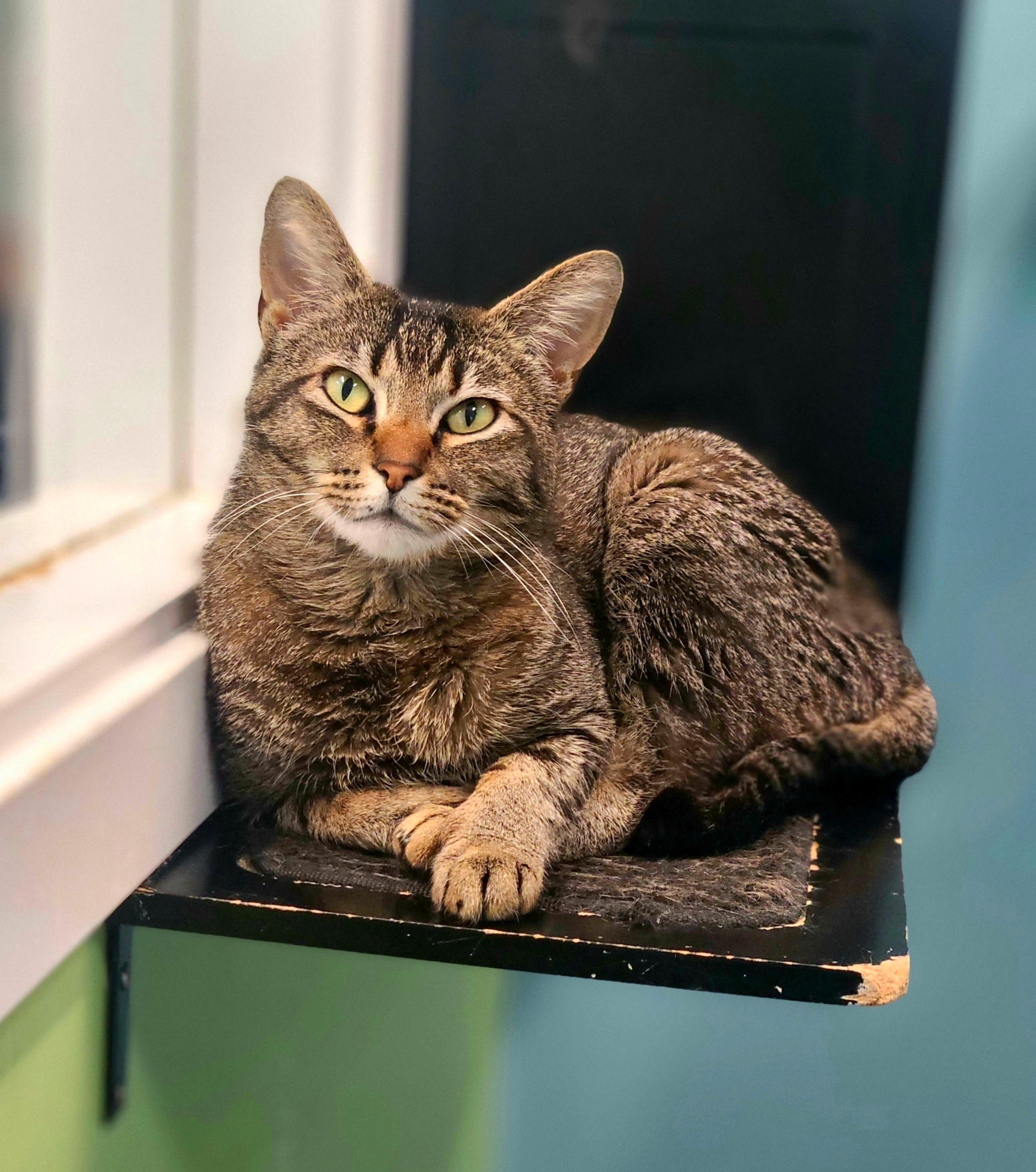 Ruby, ADOPTABLE, Young Female Domestic Short Hair.