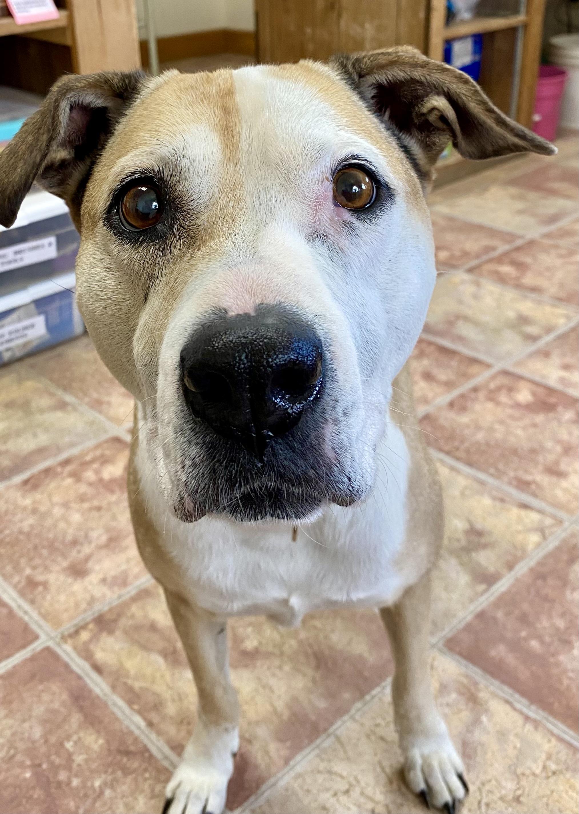 Kaley, Senior Female Mixed Breed