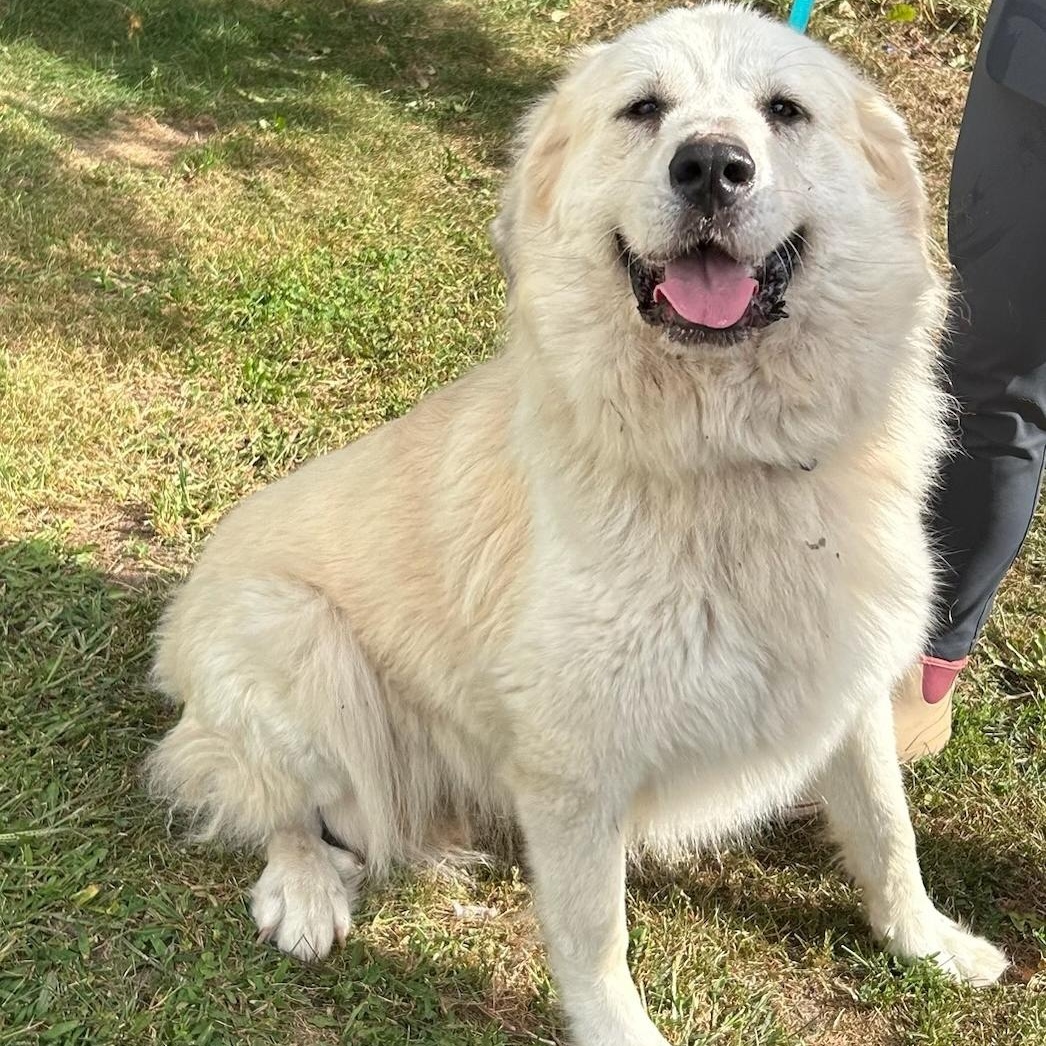 Luna, adopted, Adult Female Great Pyrenees.
