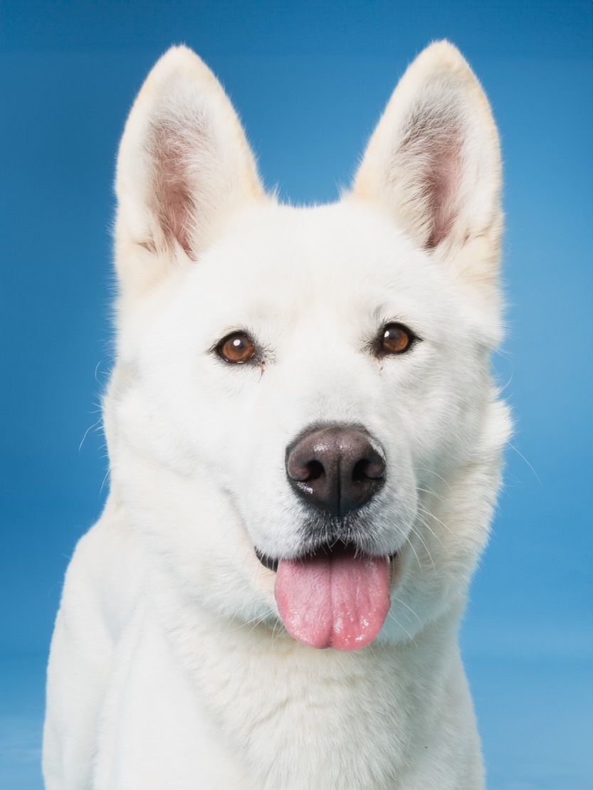 Enlarge Mila, a Adoptable Siberian Husky in Carrollton, TX image 2/6