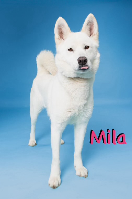 Enlarge Mila, a Adoptable Siberian Husky in Carrollton, TX image 1/6
