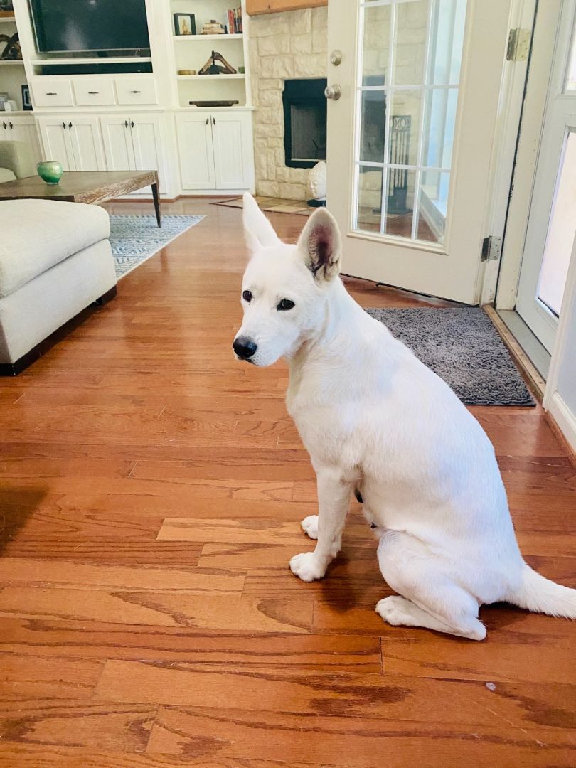 Enlarge Mila, a Adoptable Siberian Husky in Carrollton, TX image 3/6