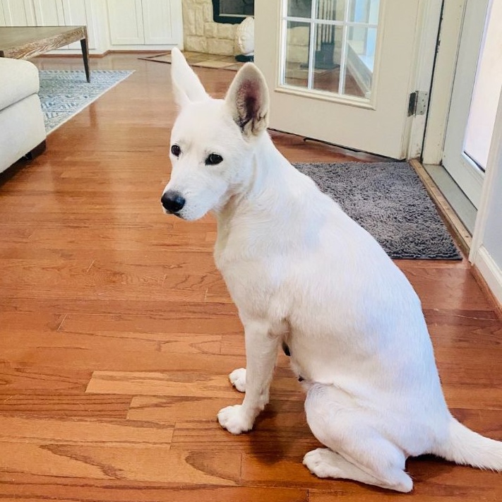 Mila, a Adoptable Siberian Husky in Carrollton, TX image 3/5