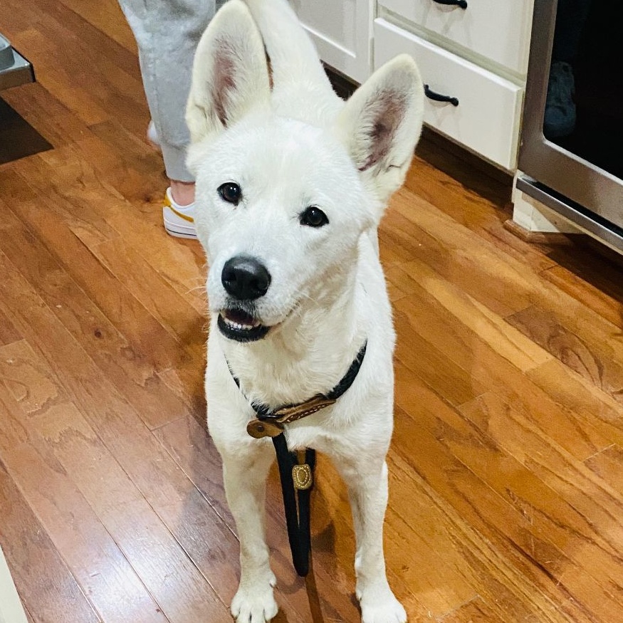 Mila, a Adoptable Siberian Husky in Carrollton, TX image 4/5