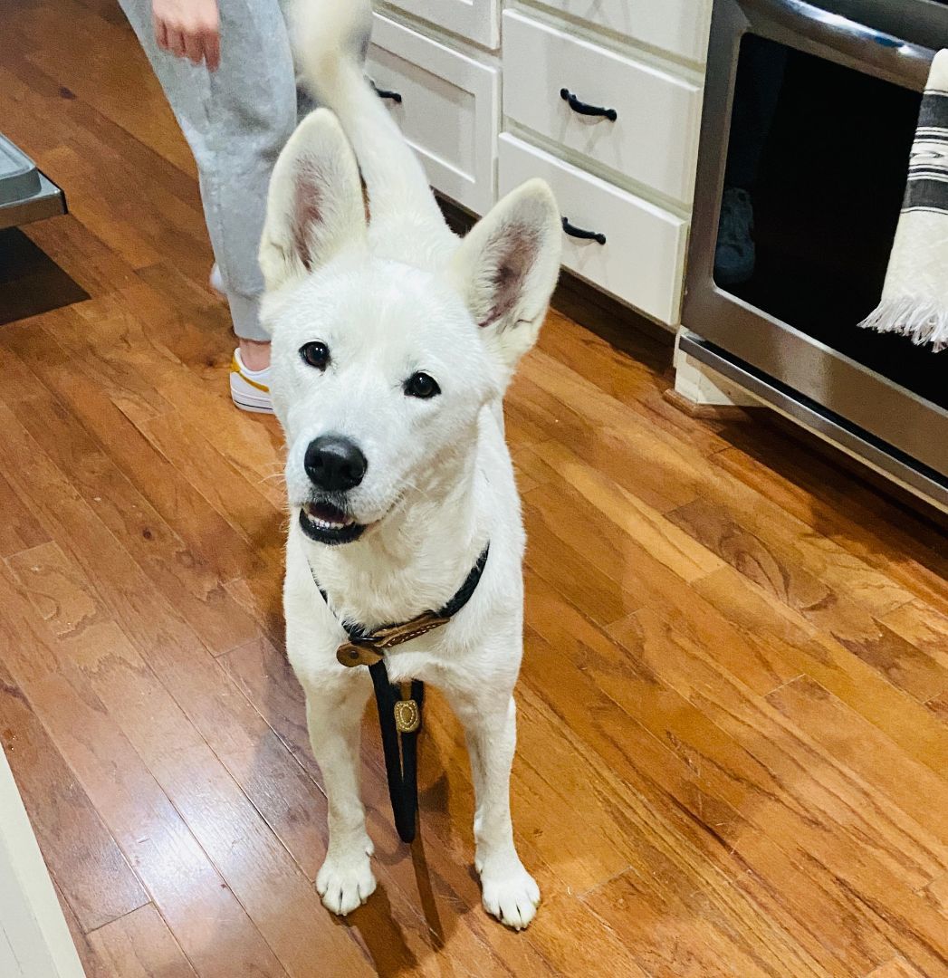 Enlarge Mila, a Adoptable Siberian Husky in Carrollton, TX image 4/6