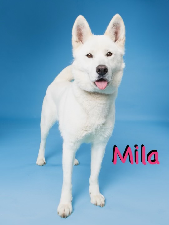 Enlarge Mila, a Adoptable Siberian Husky in Carrollton, TX image 5/6