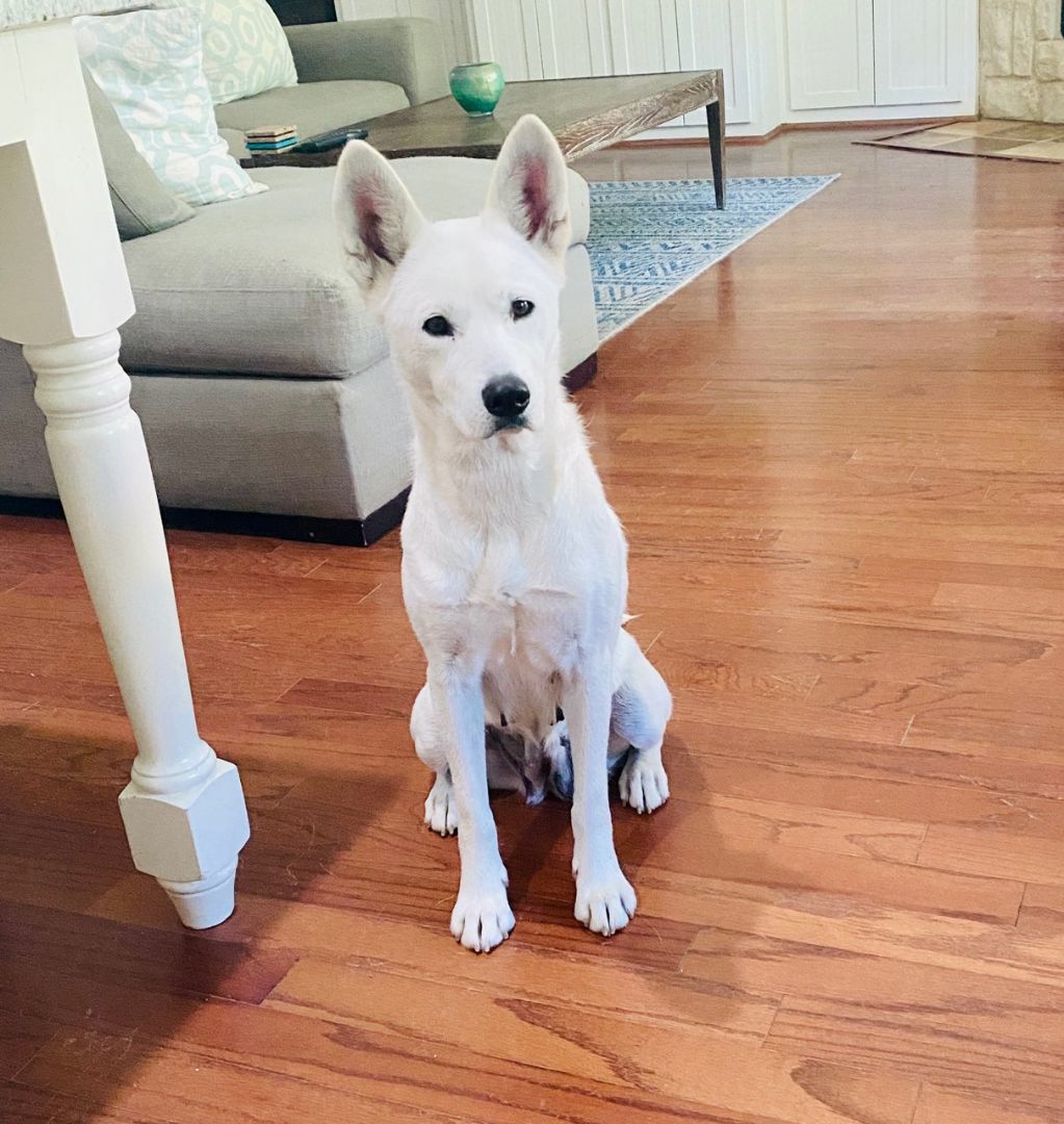 Enlarge Mila, a Adoptable Siberian Husky in Carrollton, TX image 6/6