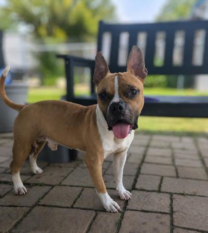 Boxes, Adoptable, Adult Male Boxer & Mixed Breed.