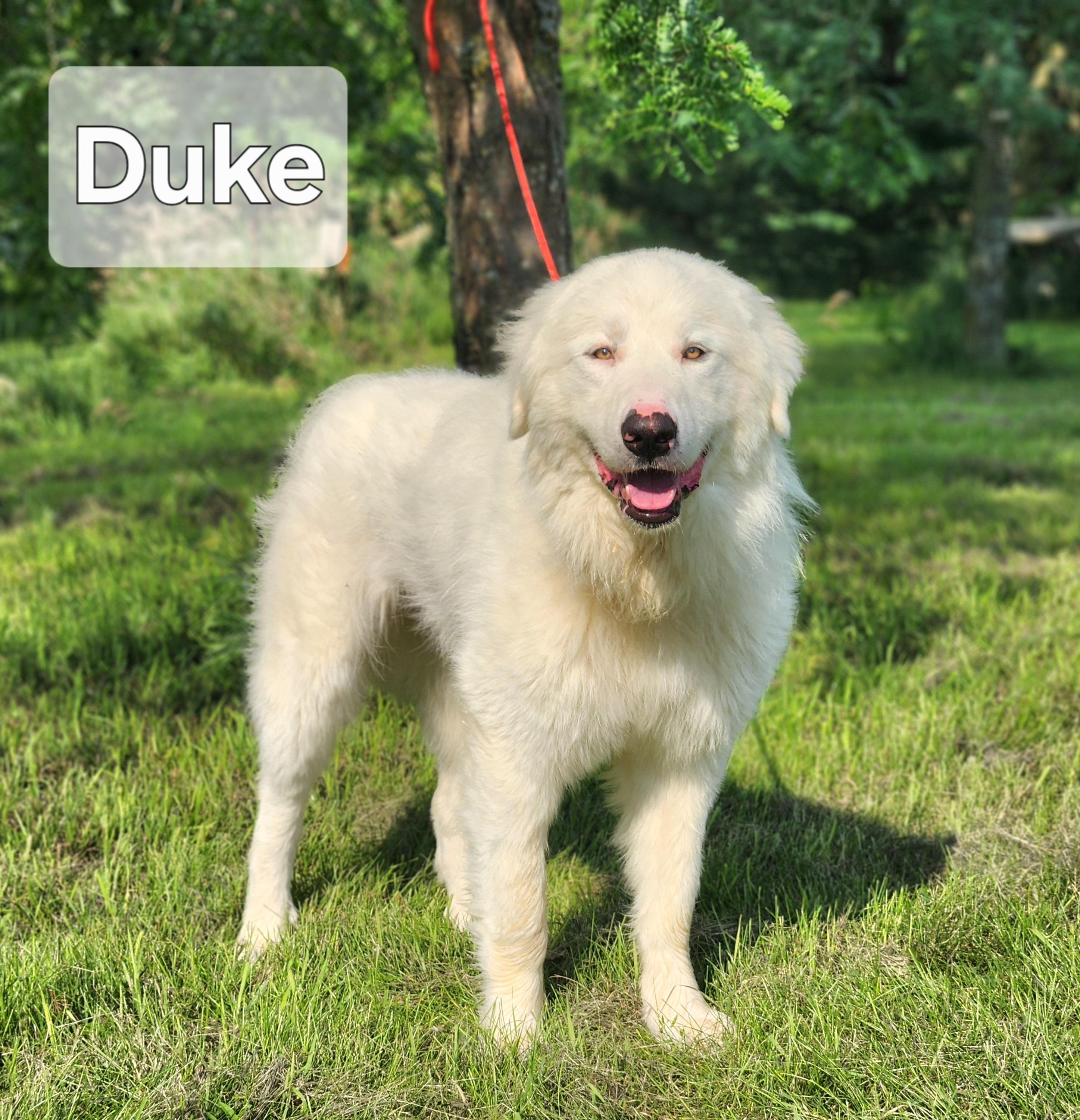 Duke, Adult Male unknown