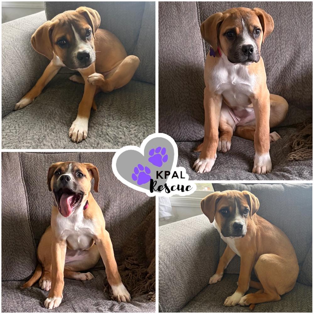 Enlarge Yahtzee - Fun & Games Litter, a Adoptable mixed breed in Kenai, AK image 1/2