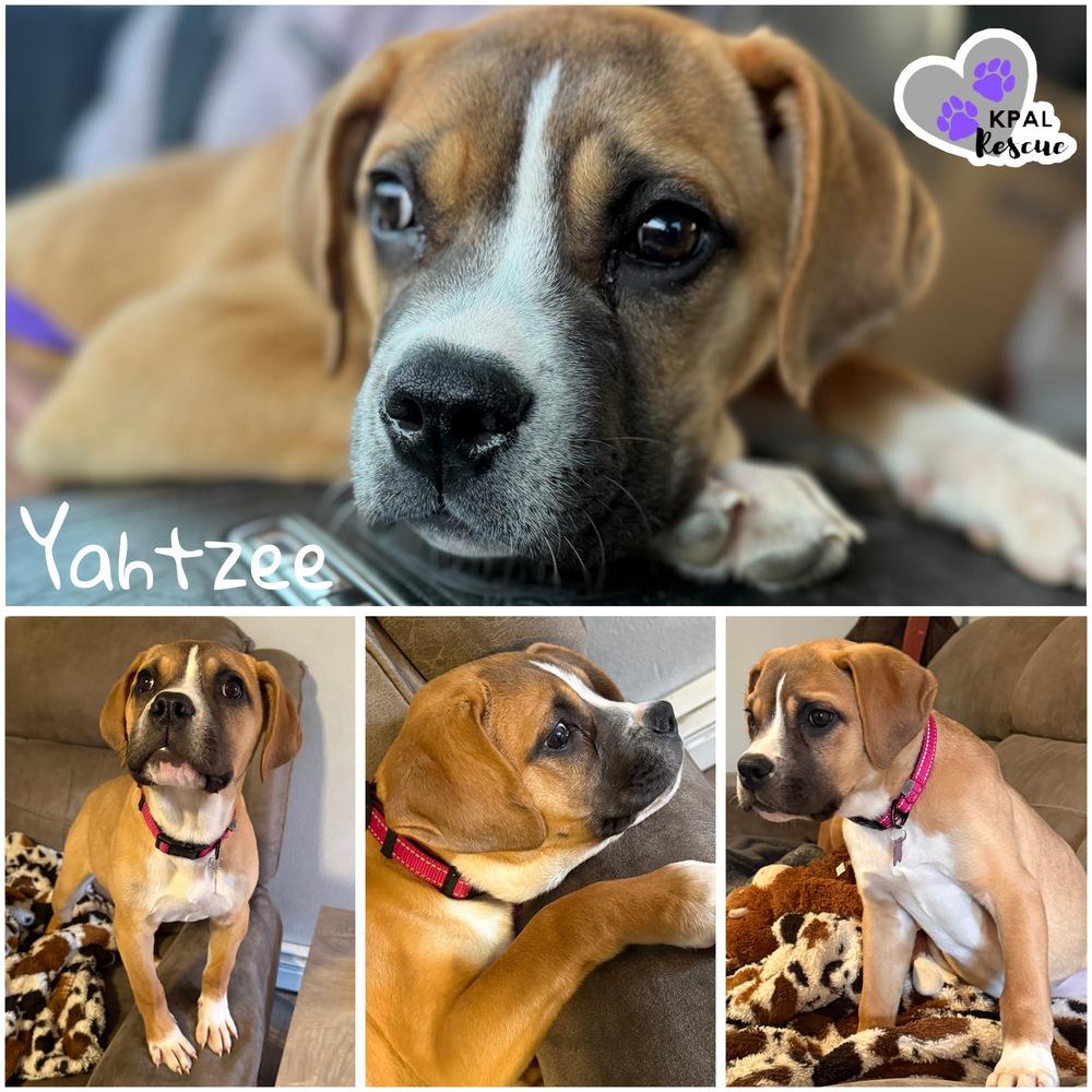 Enlarge Yahtzee - Fun & Games Litter, a Adoptable mixed breed in Kenai, AK image 2/2