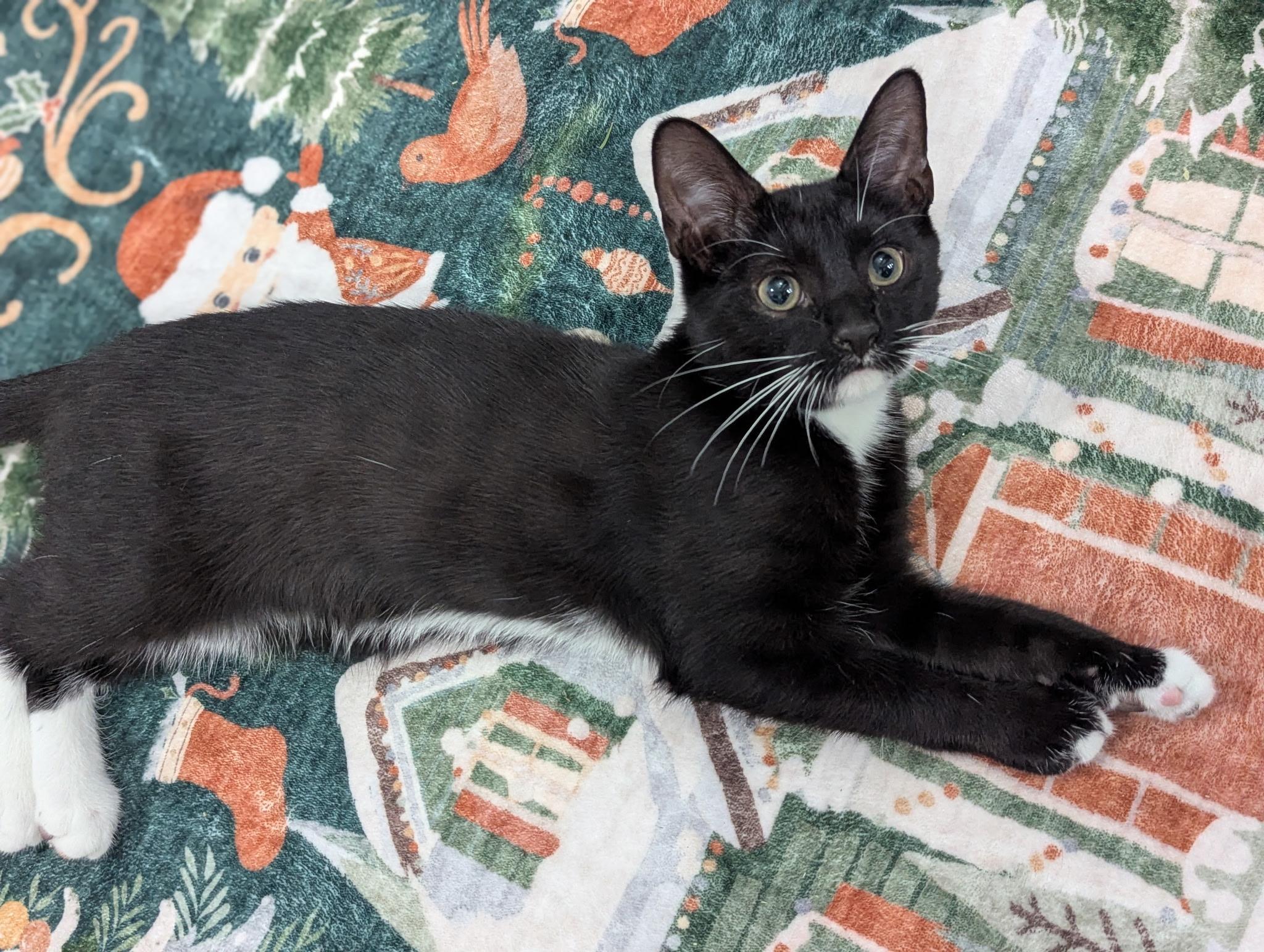 Sabor, Adoptable, Kitten Male Tuxedo.