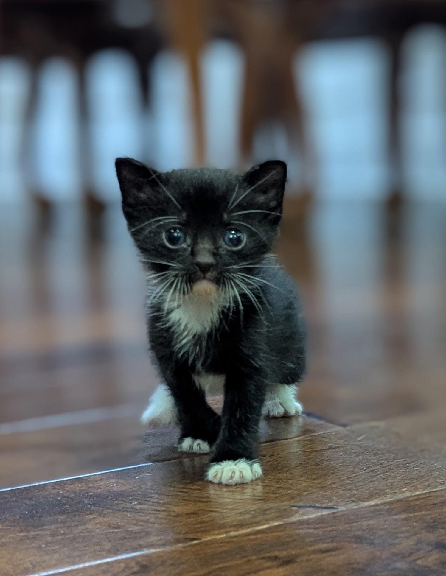 Sabor, Adoptable, Kitten Male Tuxedo.