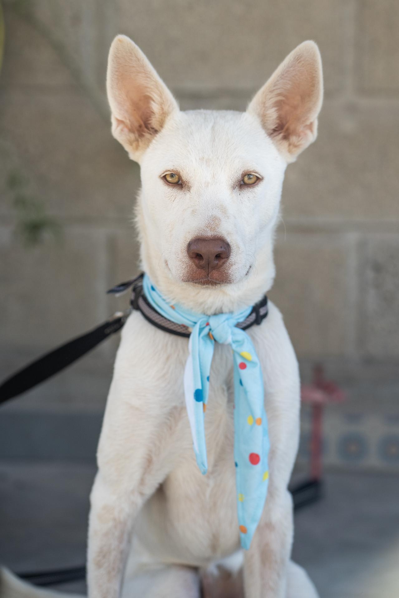 Enlarge Palomo, a Adoptable mixed breed in nanaimo, BC image 3/4