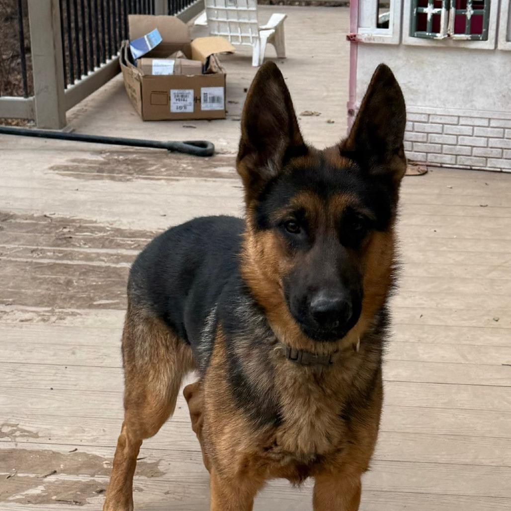 Roger (26-200), Adoptable, Young Male German Shepherd Dog.