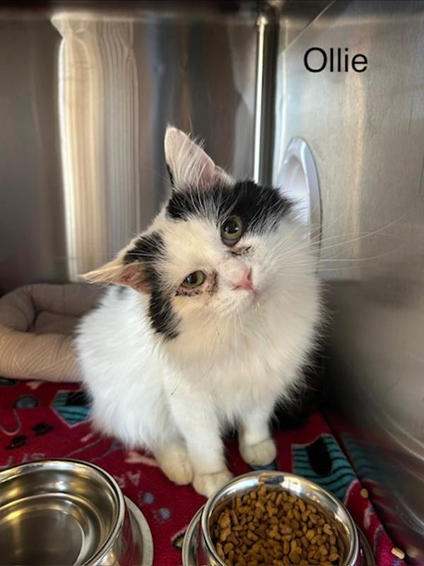 Ollie, a Adoptable mixed breed in Knoxville, TN image 2/2