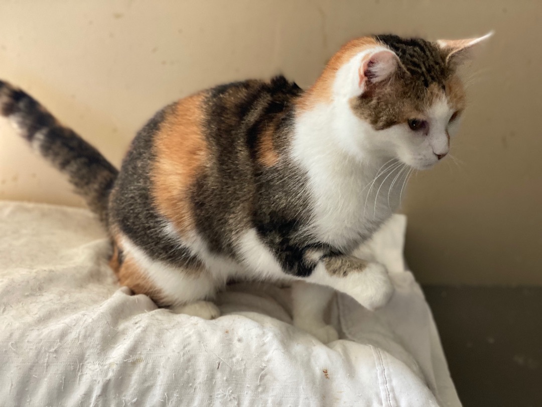 Krissy , Adoptable, Young Female Domestic Short Hair.