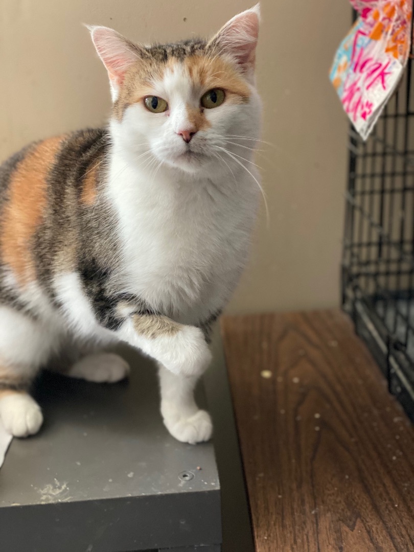 Enlarge Krissy , a Adoptable Domestic Short Hair in Mount Pleasant, PA image 2/4