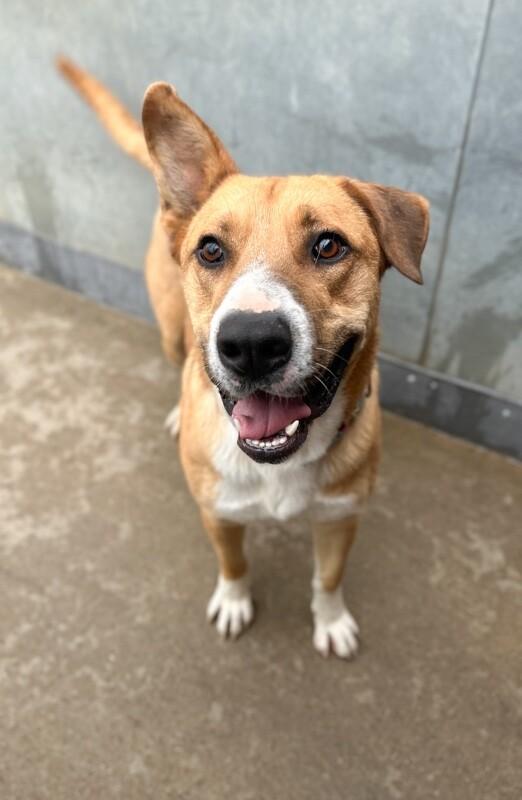 Enlarge Goshi, a Adoptable mixed breed in Windsor, CO image 1/6