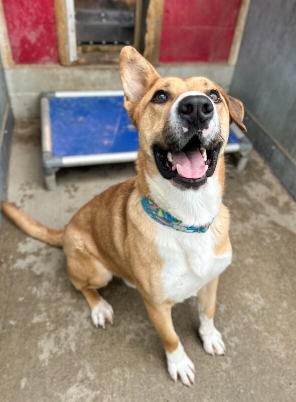 Enlarge Goshi, a Adoptable mixed breed in Windsor, CO image 2/6