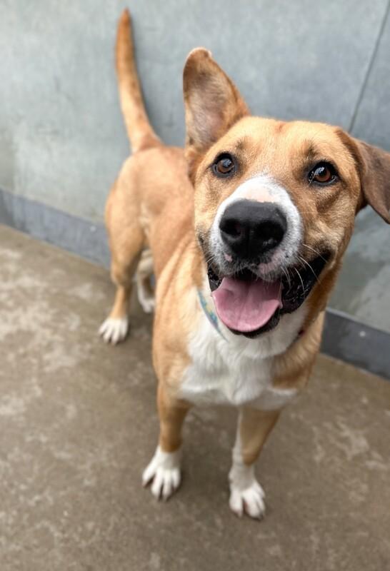 Enlarge Goshi, a Adoptable mixed breed in Windsor, CO image 3/6