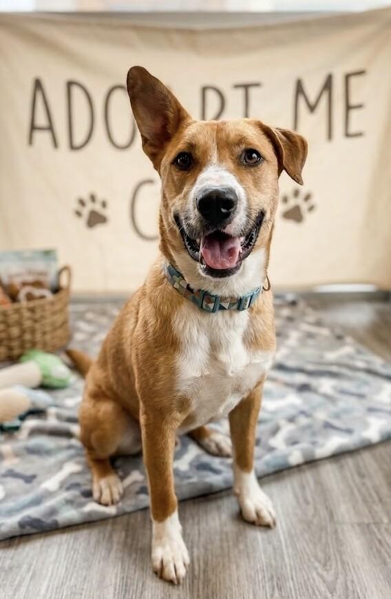 Enlarge Goshi, a Adoptable mixed breed in Windsor, CO image 4/6