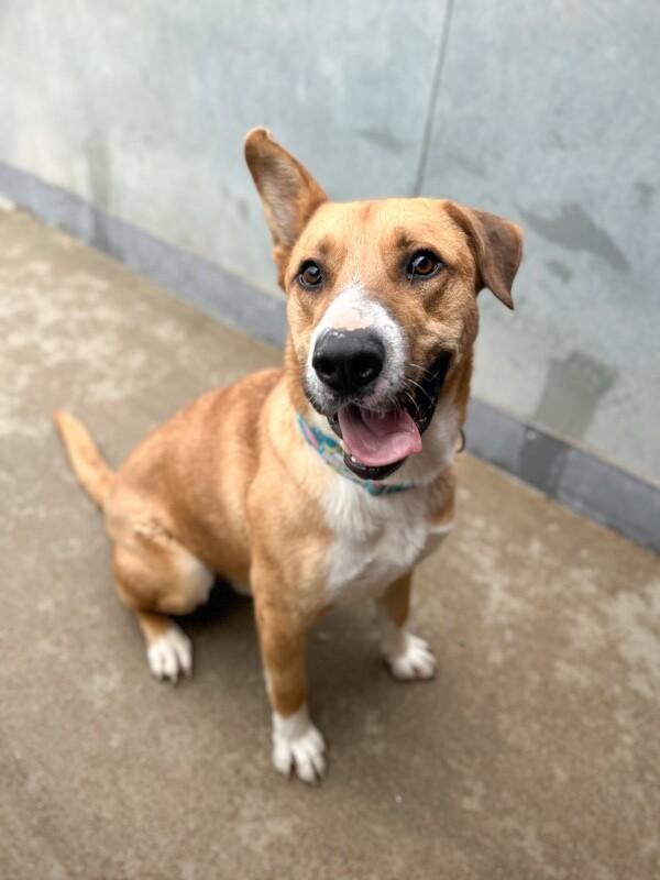 Enlarge Goshi, a Adoptable mixed breed in Windsor, CO image 5/6