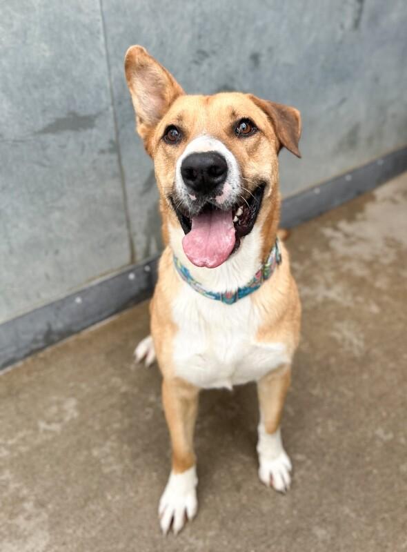 Enlarge Goshi, a Adoptable mixed breed in Windsor, CO image 6/6