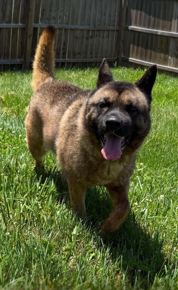 Holly, a Adoptable Akita in Warrenton, MO image 1/6