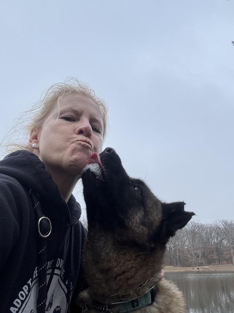 Holly, Adoptable, Adult Female Akita.