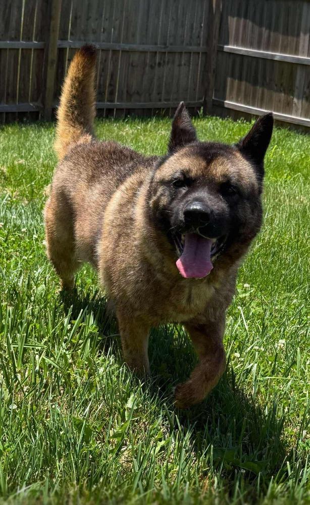 Holly, a Adoptable Akita in Warrenton, MO image 2/6