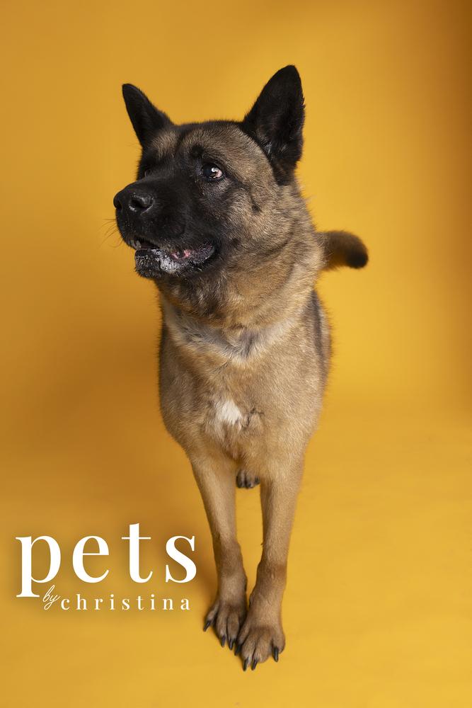 Holly, Adoptable, Adult Female Akita.