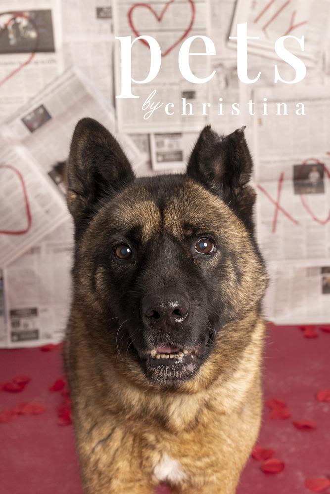 Enlarge Holly, a Adoptable Akita in Warrenton, MO image 3/6